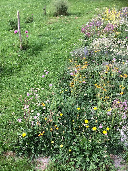 Blühende Wildblumen