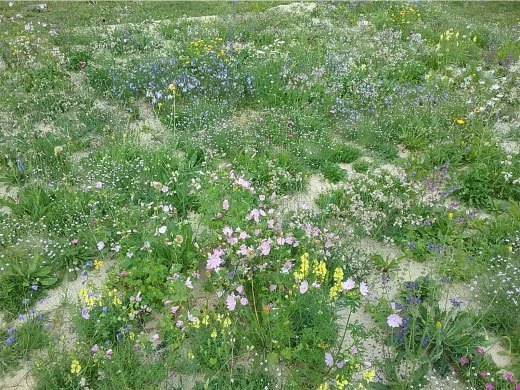 Wildblumenmatten nach kurzer Zeit