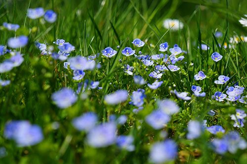 Wildblumenwiese Gamander Ehrenpreis